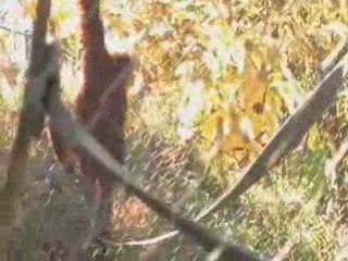 Zoo Pixel Card Los Angeles CA | Pixel Card Los Angeles Zoo