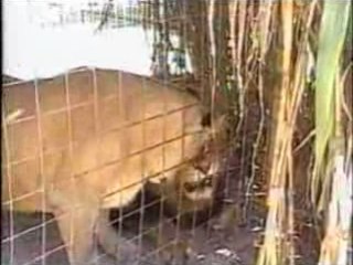 Lion and lioness playing