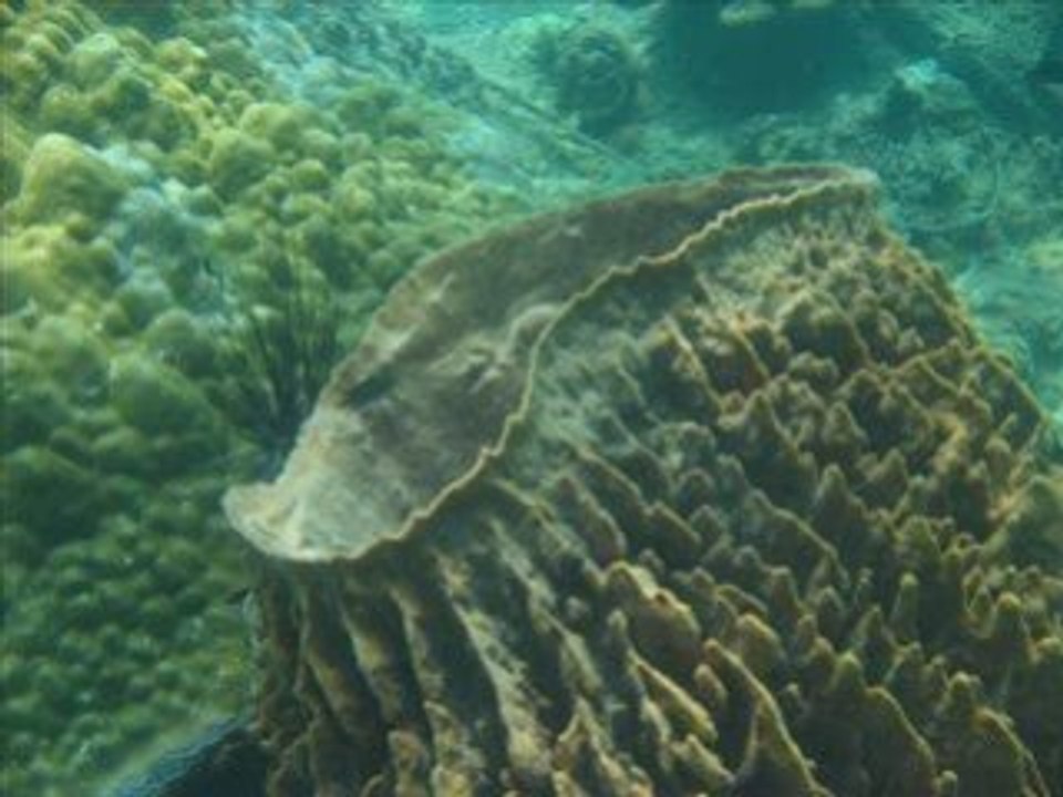 Snorkeling à Koh Yao le 04.02.09 (Thailande)