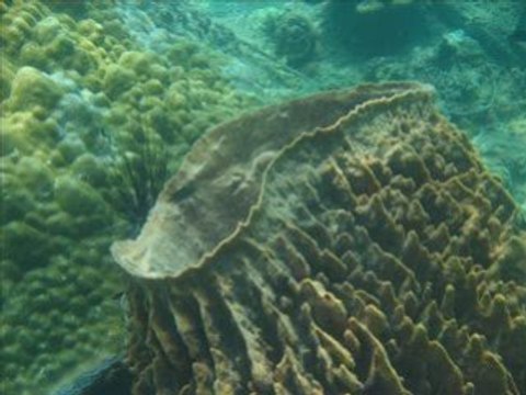 Snorkeling à Koh Yao le 04.02.09 (Thailande)