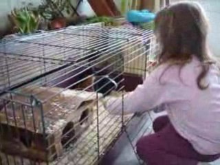 clemence qui joue avec le cochon d inde