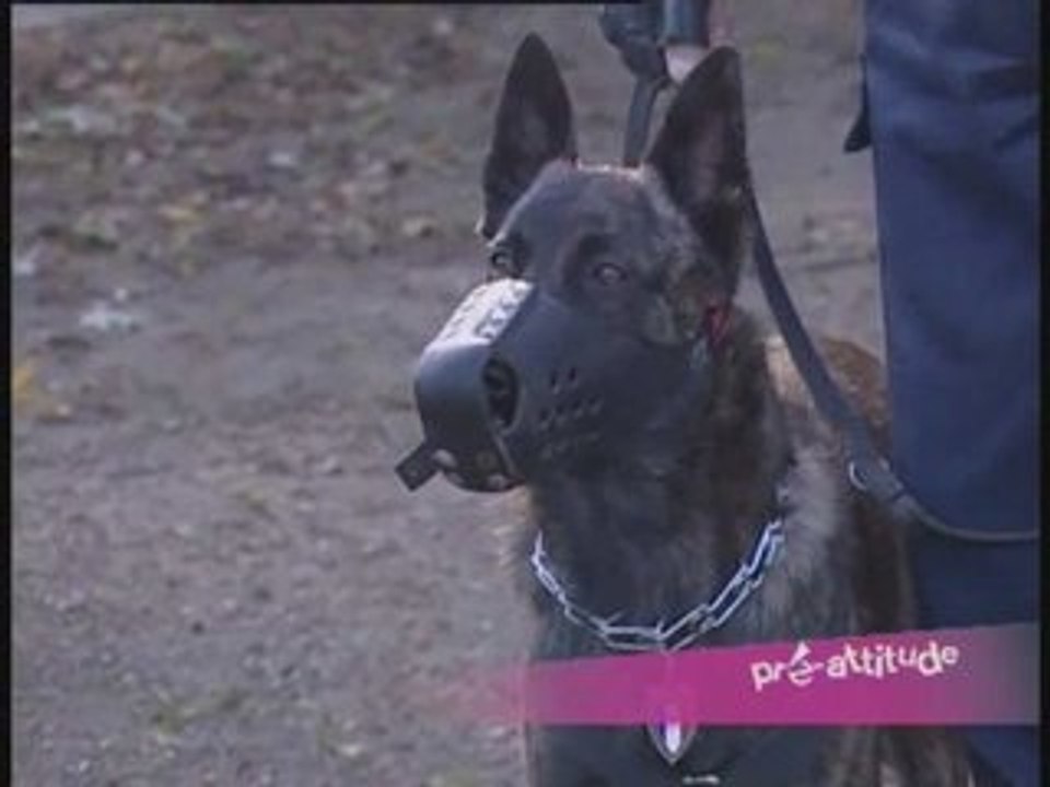 Chiens policiers : les brigades canines