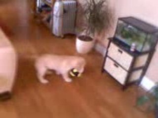 Diablo et sa balle 2 mois