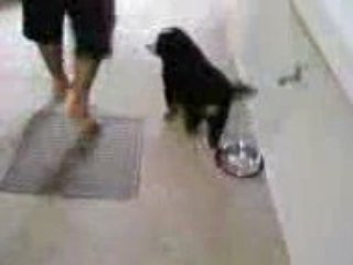 Vidéo doggy arrivée maison
