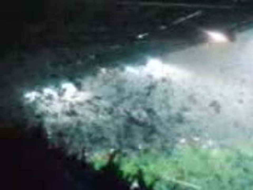 Austria wien- forza Viola