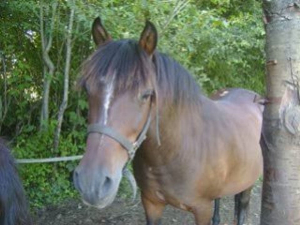 Blondy & Crapule Je Vous Aime Plus Que Tout