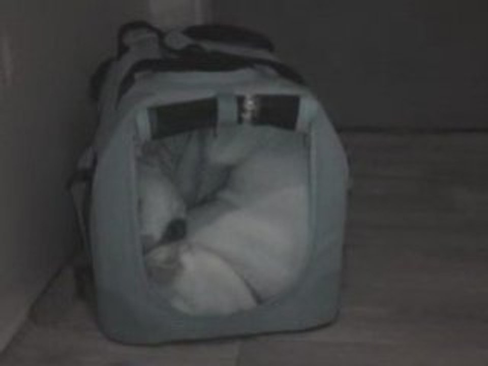 Ds le ptit kennel