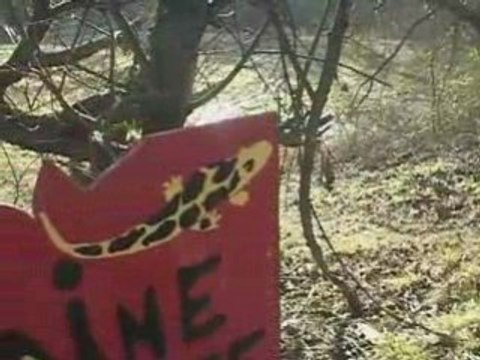 Mesnil-Saint-Père : Attention, traversée de grenouilles !