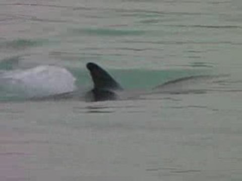 Coco Palm Dhuni Kolhu Dauphins dans le Lagon