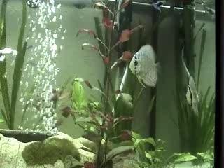 Mes poissons