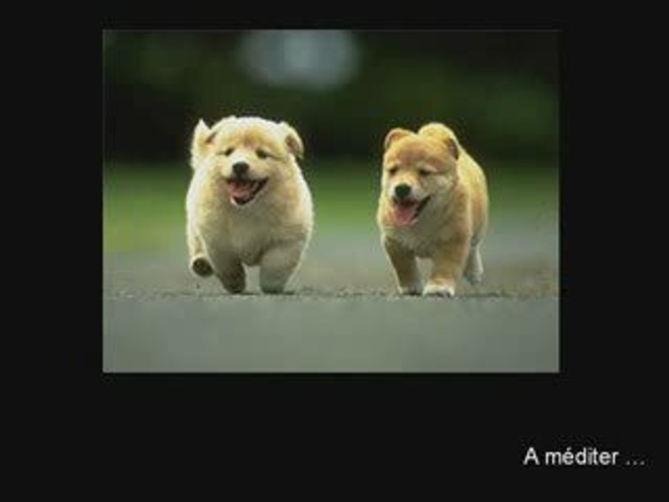 Chiots à vendre
