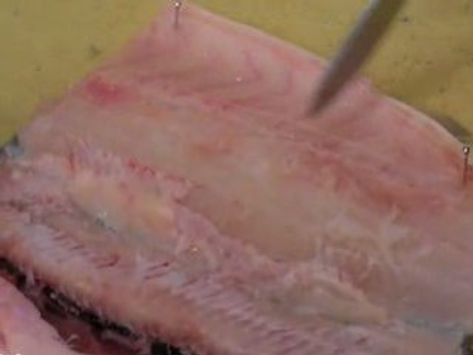 Dissection truite deuxième partie