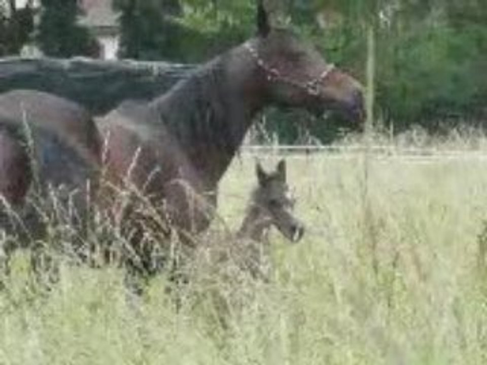 Premiers galops! Masa'an Mystère