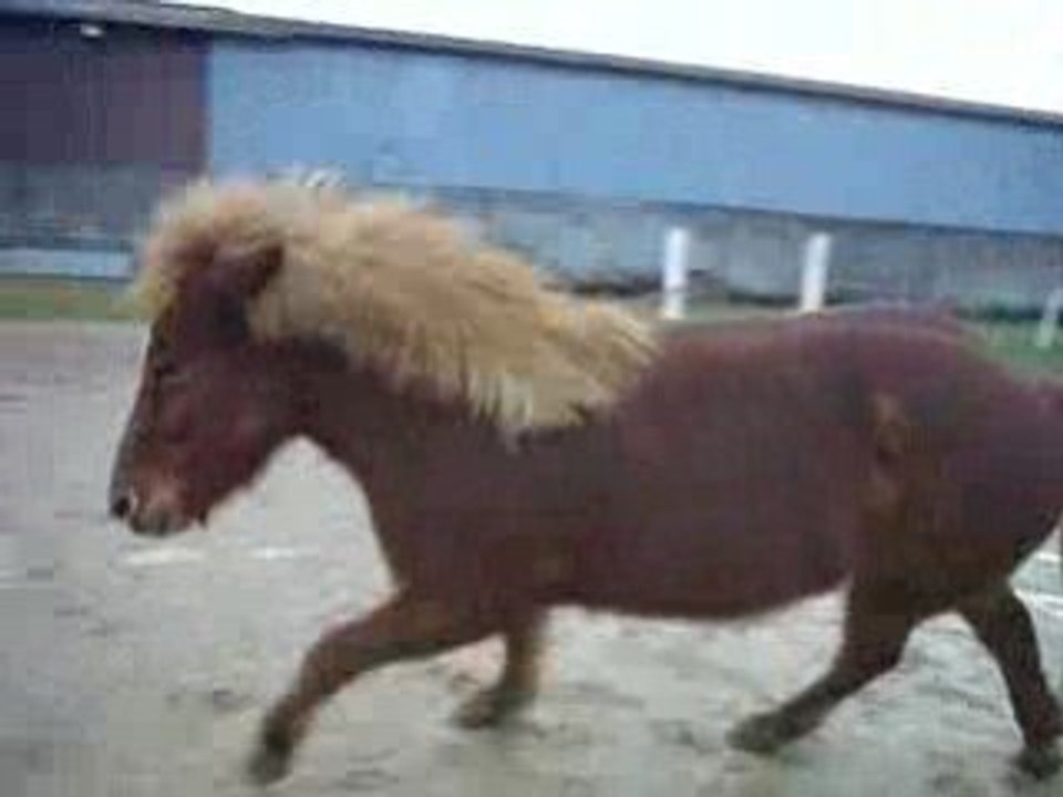 Jeu du cercle en liberté au trot