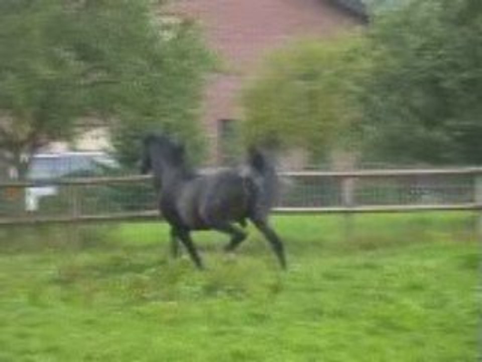 Etalon pur-sang arabe égyptien noir pangaré rubicano