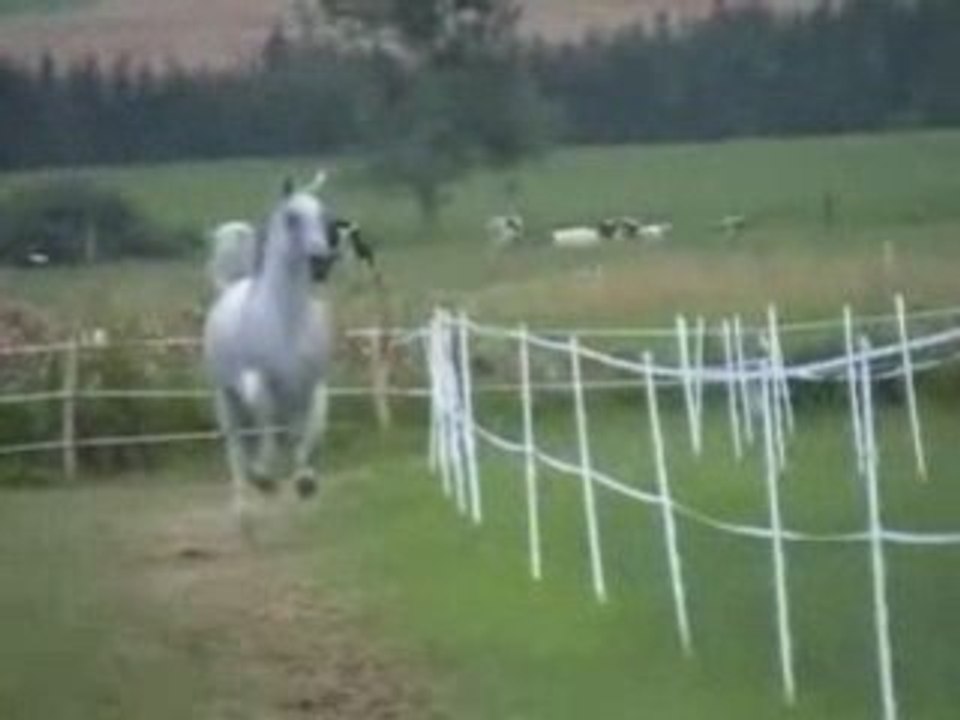 Etalon pur-sang arabe égyptien, JKB Masoudh