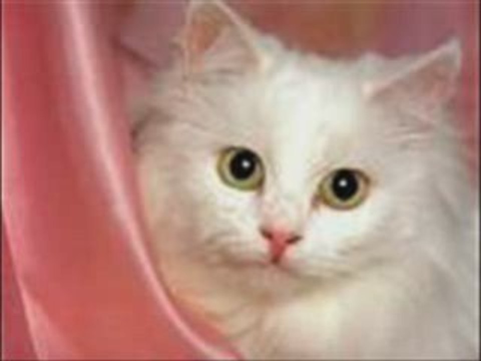 Les beaux  chats