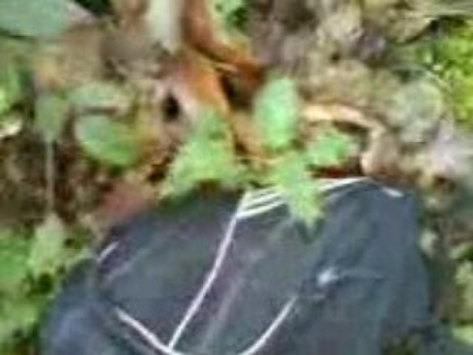 bois de vrl tkt