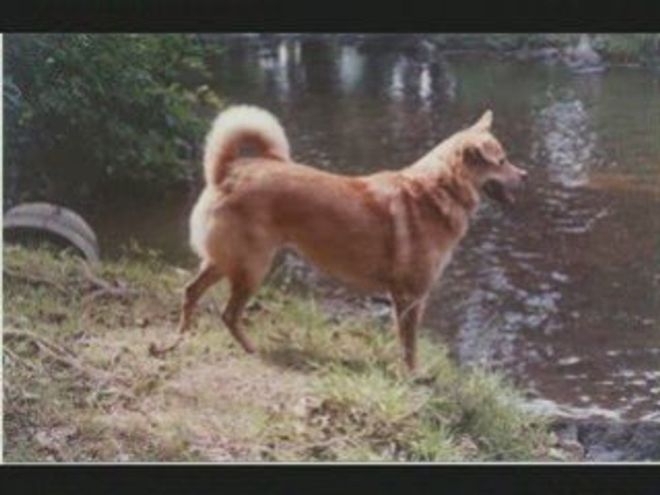 Prunelle la petite chienne