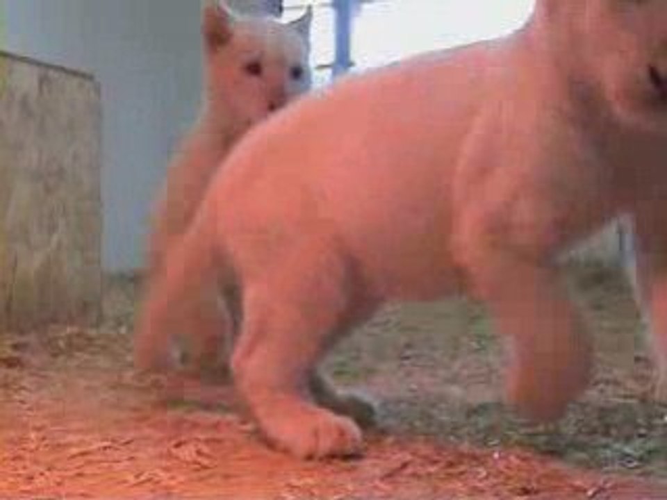 LES BEBES LIONS BLANCS DU ZOO DE JURQUES