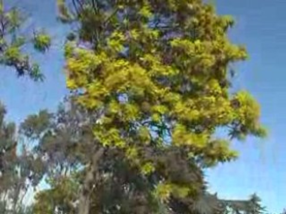 Promenade dans les mimosas