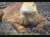 Galapagos Cruises Video. Lonely George