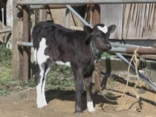 Don't say it with flowers, say it with bull!!