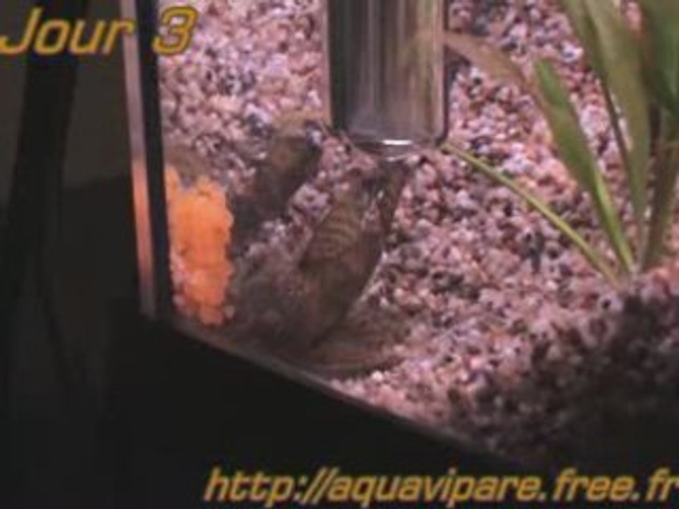 Reproduction Ancistrus Jour 3 après ponte