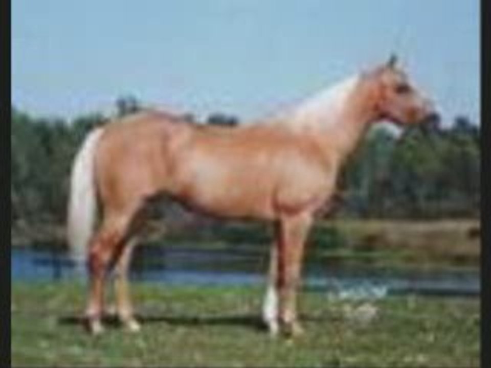 Race des chevaux