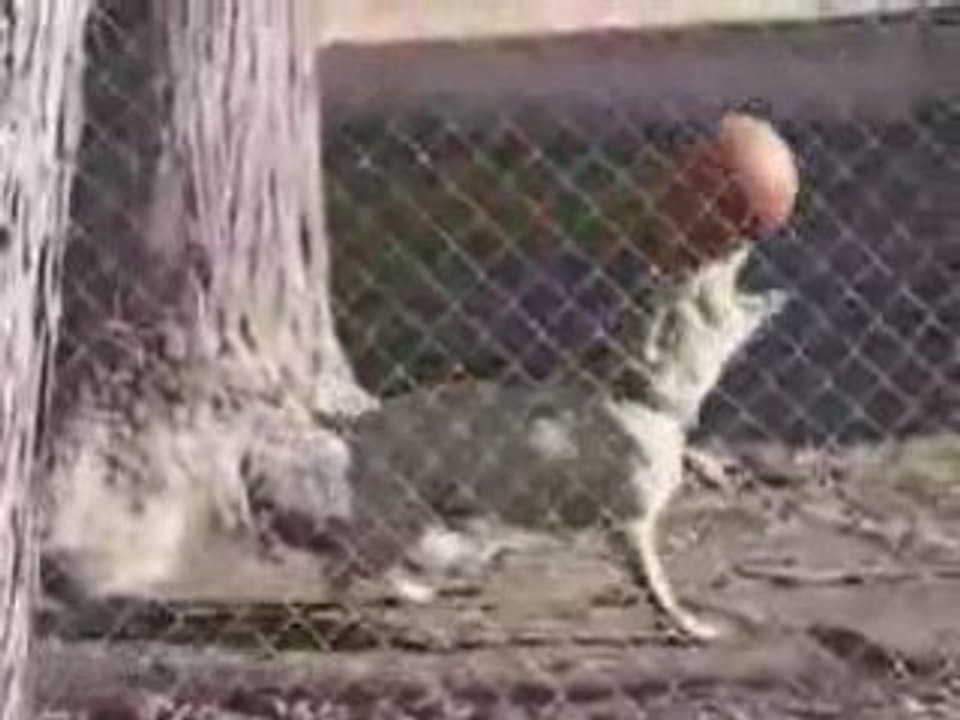 chien footballer