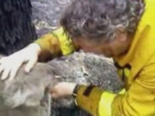 Koala Australia fire survivor becomes global star