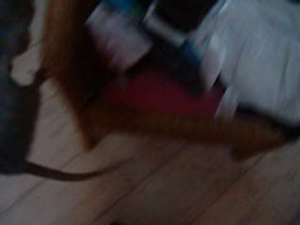 ma pupuce malade