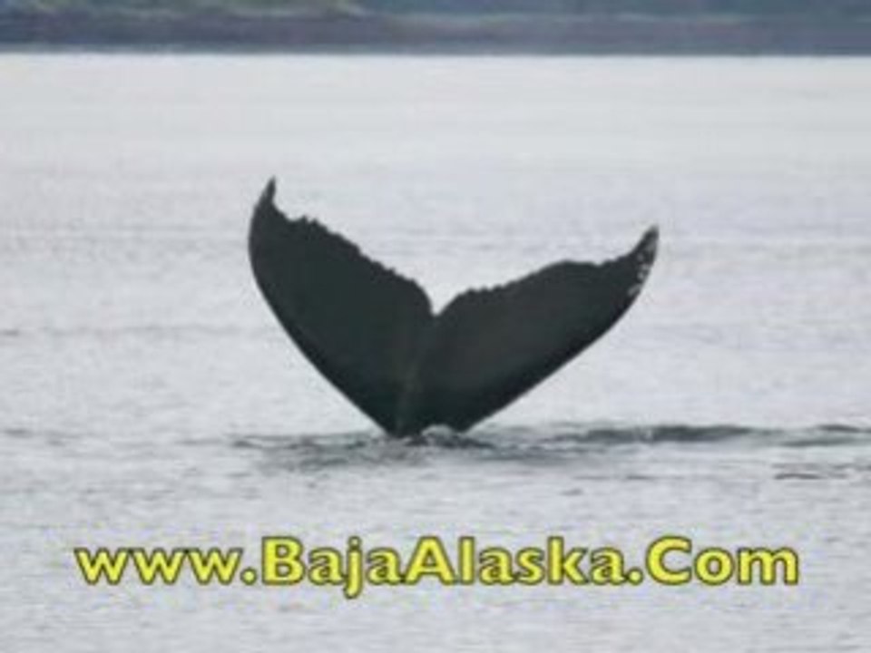 Alaska Sport Fishing Vacations | Alaska Fishing Adventures