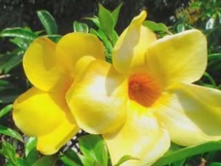 GG surf a st Leu (2009)