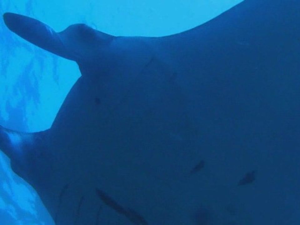 Manta Point
