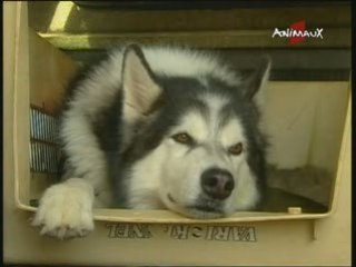 Kaze  Malamute secouriste