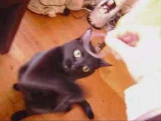 Mahou le chat qui rapporte