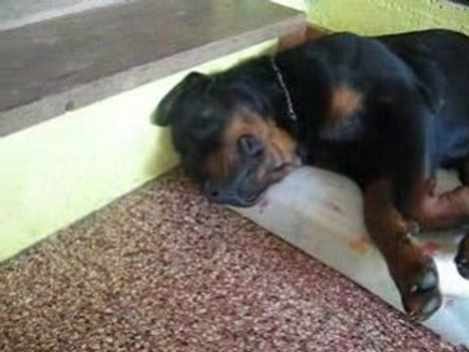 rottweiler qui ronfle
