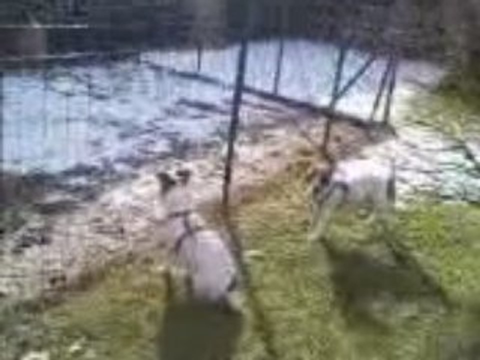 Louna et les poules