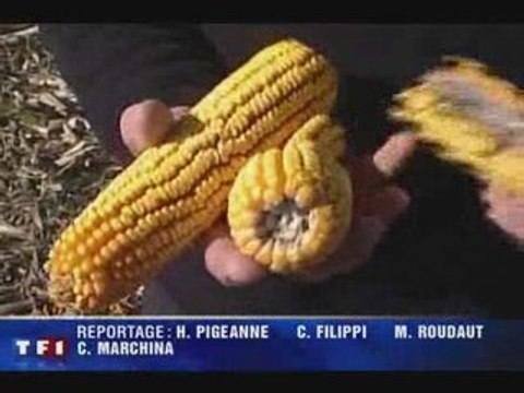 Télézapping : OGM, le rapport qui sème le doute