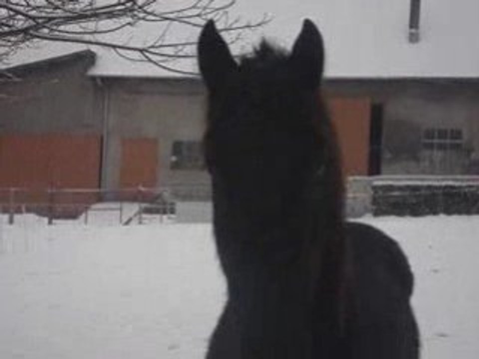Petit tour dans la neige