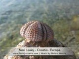 Mali Losinj Croatia/Kroatien/Croazia/Island Losinj/Lussino