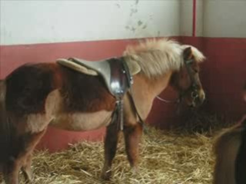 DRIVING PONY