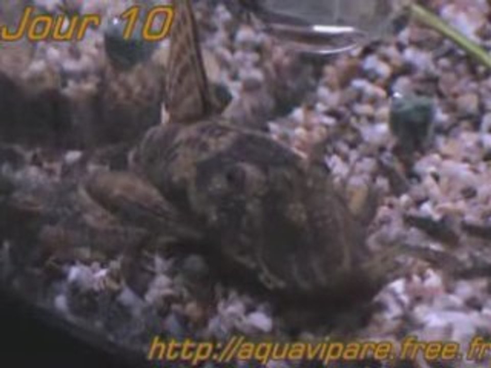 Reproduction Ancistrus Jour 10 après ponte BIS
