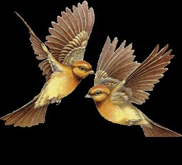 my Roots Maluku-Tenggara -Nuhu-yut & Nuhu-Roa