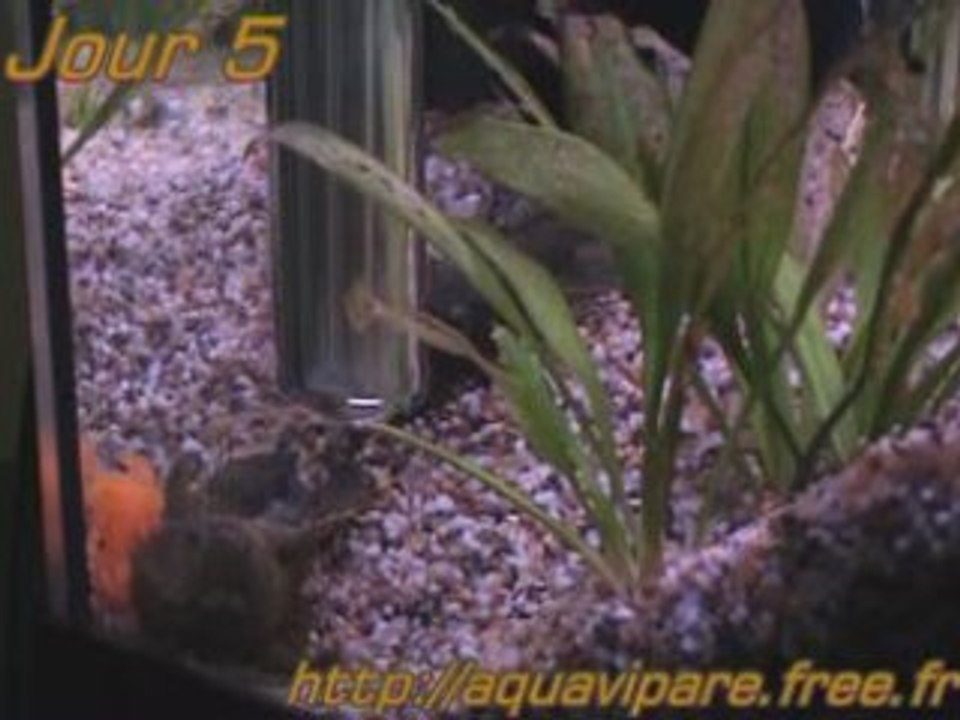 Reproduction Ancistrus Jour 5 après ponte QUADRO