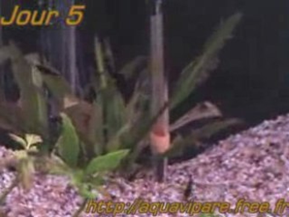 Reproduction Ancistrus Jour 5 après ponte SIX