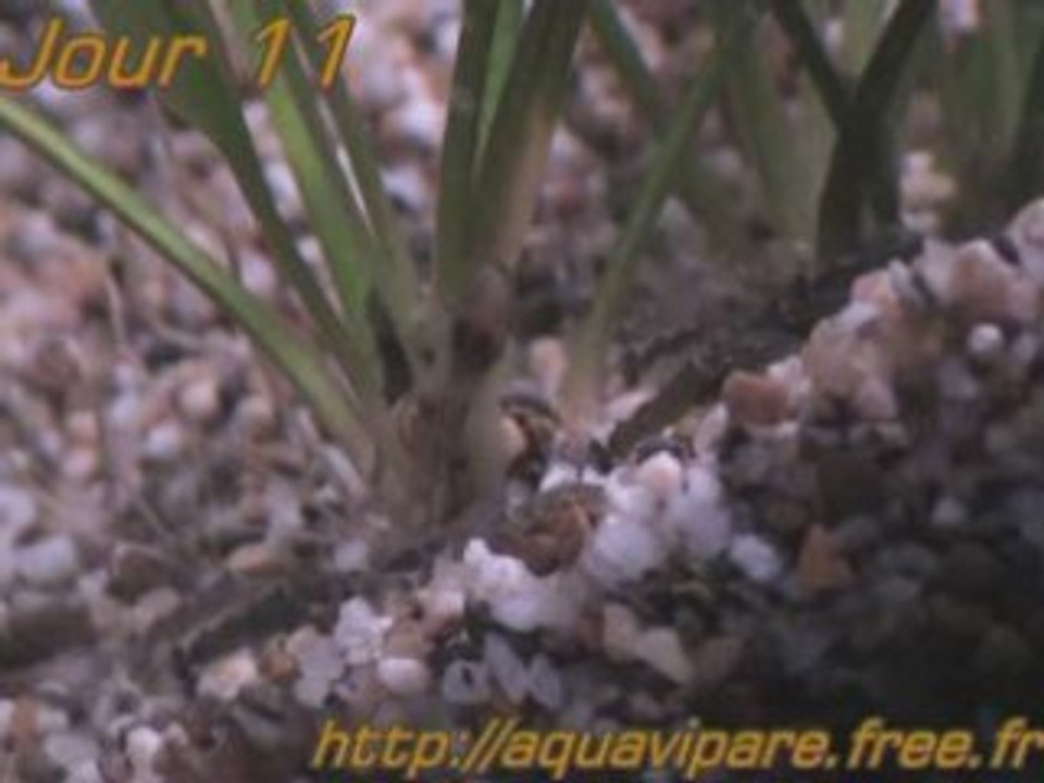Reproduction Ancistrus Jour 11 après ponte BIS