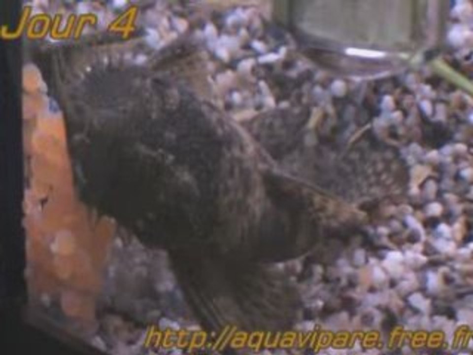 Reproduction Ancistrus Jour 4 après ponte Bis