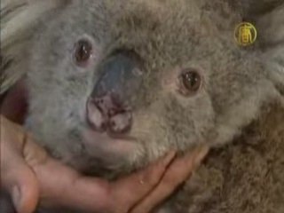 Australia Koala survives Fire